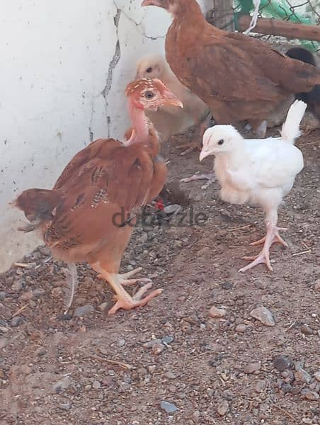 دجاج عماني فرنسي 3