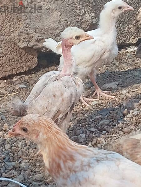 دجاج عماني فرنسي 4
