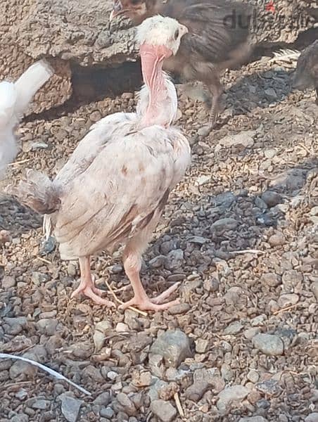 دجاج عماني فرنسي 7