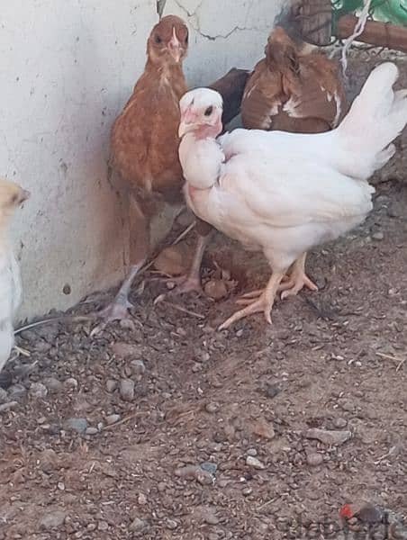 دجاج عماني فرنسي 8