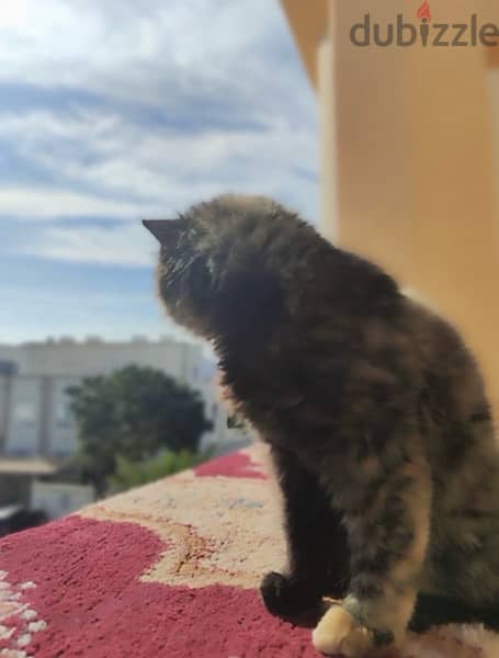 Parsian cat for sale 20 OMR 4