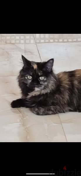 Parsian cat for sale 20 OMR 7