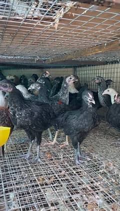 دجاج عماني كبار للذبح او للتربية