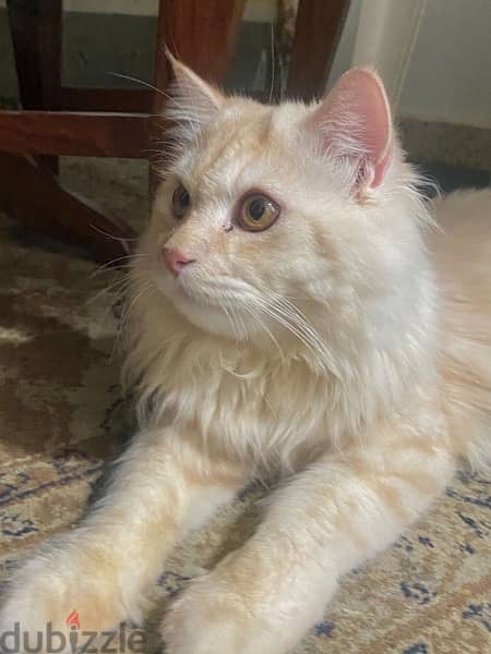 cat male very good cat fully trained emergency sale 1
