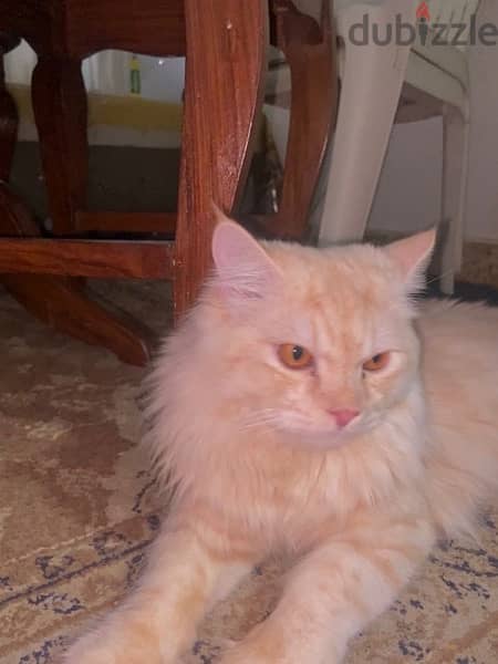cat male very good cat fully trained emergency sale 3