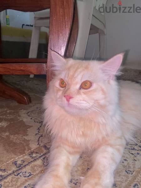 cat male very good cat fully trained emergency sale 4