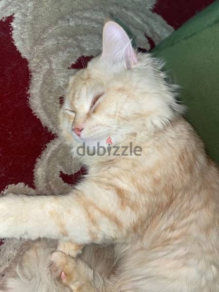 cat male very good cat fully trained emergency sale 5