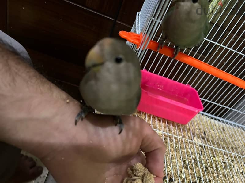 love birds for sale طيور حب للبيع 3