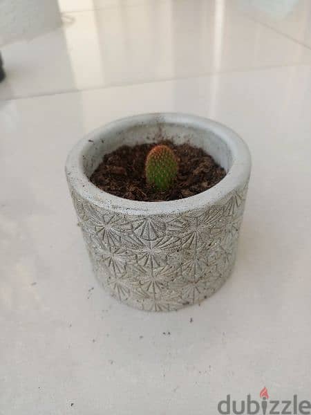 small plant 0