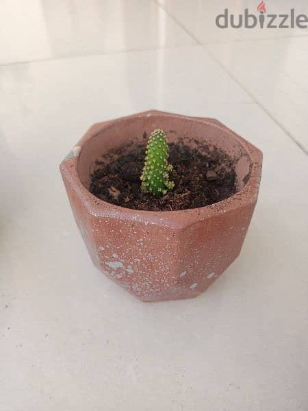 small plant 1