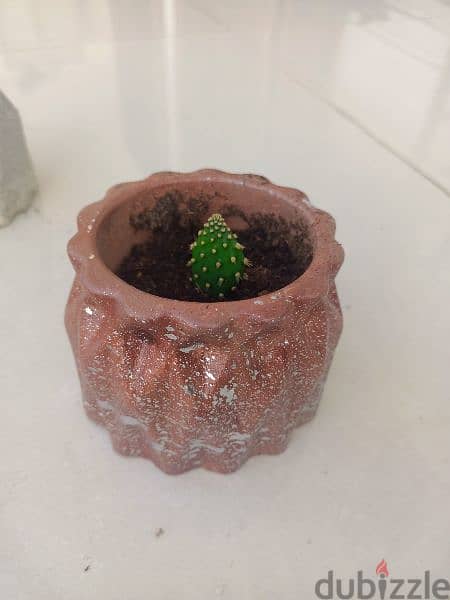 small plant 2