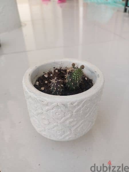 small plant 5