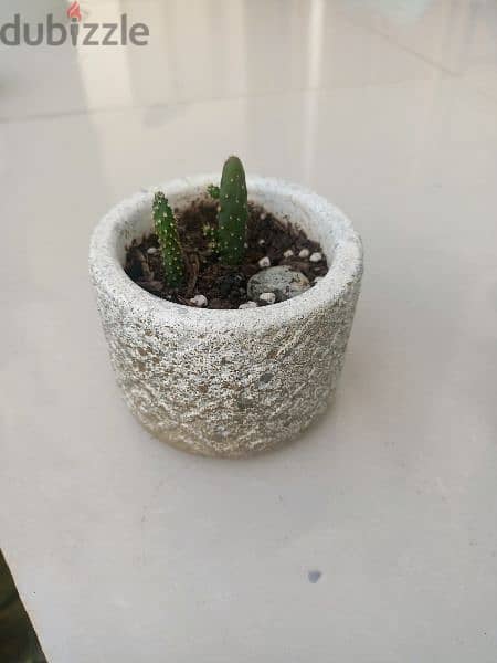 small plant 5