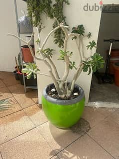 desert rose plant 0
