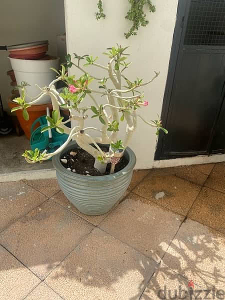 desert rose plant 1