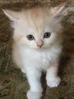 Pure Persian Kittens Age 1.5 Months Very Playful active 79146789