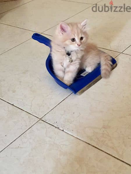 Pure Persian Kittens Age 1.5 Months Very Playful active 79146789 4