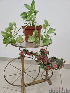 Money plant and Table
