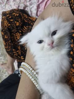 Turkish angora kitten 0