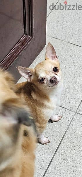 Chihuahua For sale 1