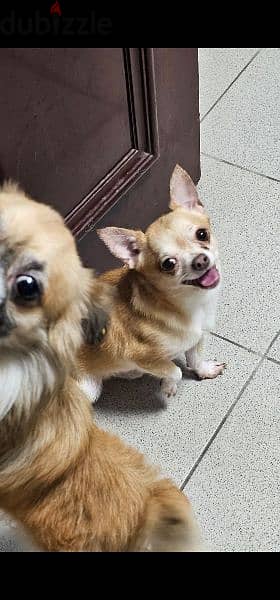 Chihuahua For sale 2