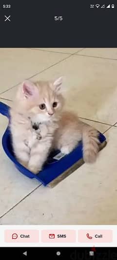 Pure Persian Kittens Age 1.5 Month Very Playfull Cal Whatsap 79146789 0