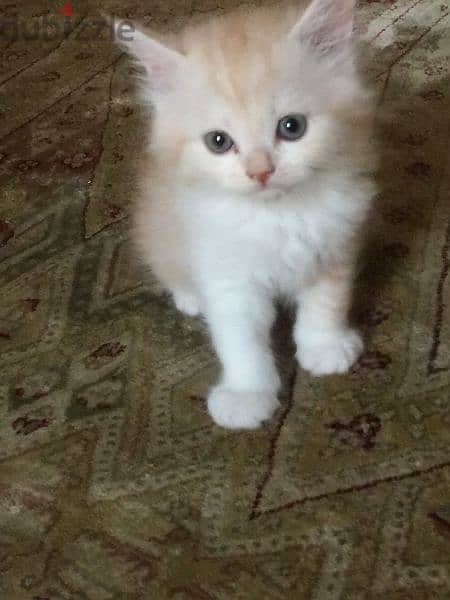 Pure Persian Kittens Age 1.5 Month Very Playfull Cal Whatsap 79146789 1