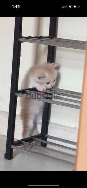 Pure Persian Kittens Age 1.5 Month Very Playfull Cal Whatsap 79146789 2