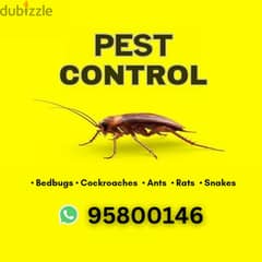 General Pest Control services, all over Muscat, Bedbugs killer