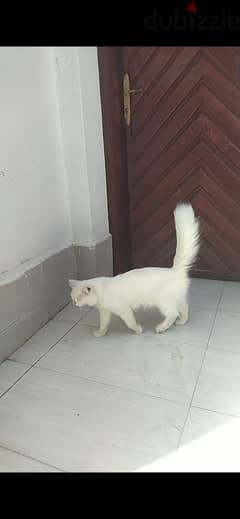 WHITE PERSIAN CAT EMERGENCY SALE