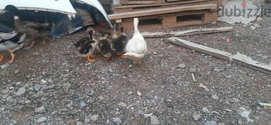 beautiful white and black duck pair with 7 baby duck for sell