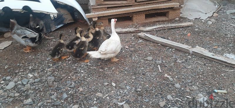 beautiful white and black duck pair with 7 baby duck for sell 1