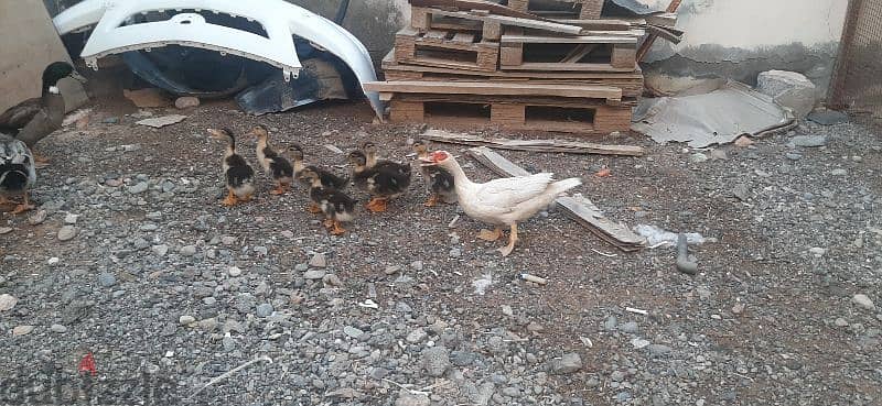 beautiful white and black duck pair with 7 baby duck for sell 2