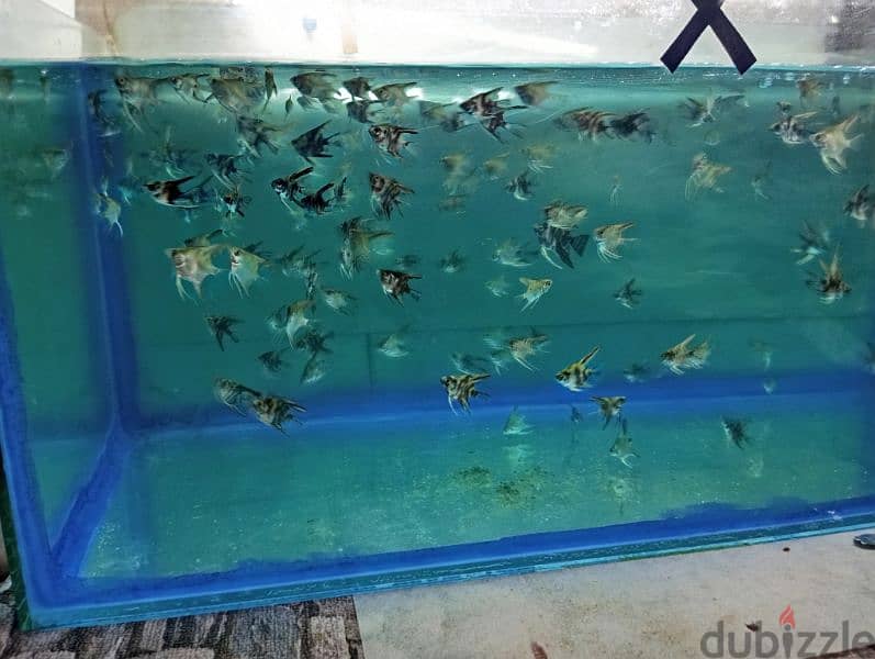 Angel fish babies for sale 3