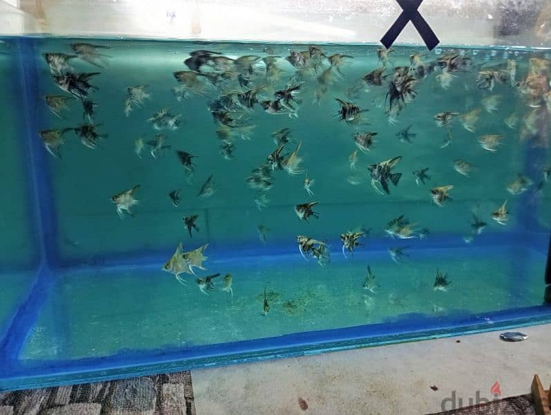 Angel fish babies for sale 4