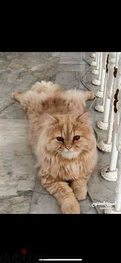 قط شيرازي للتزاوج / Persian cat for meeting