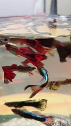 Guppy Fish For Sale