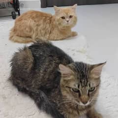 Persian cat / Shirazi and American shorthair cat
