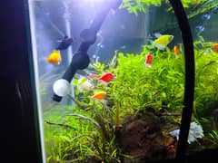Well maintained planted aquarium