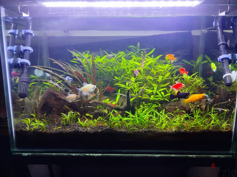 Well maintained planted aquarium 1
