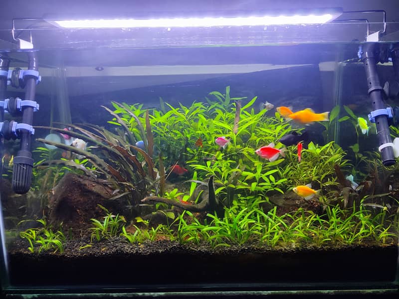 Well maintained planted aquarium 2