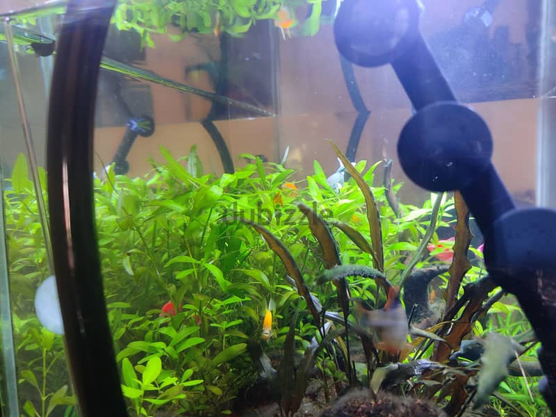 Well maintained planted aquarium 3
