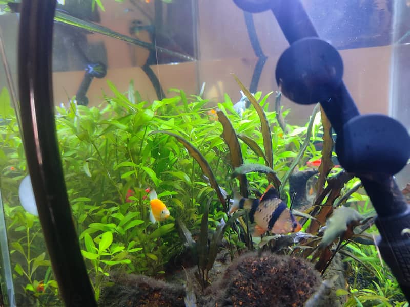 Well maintained planted aquarium 4