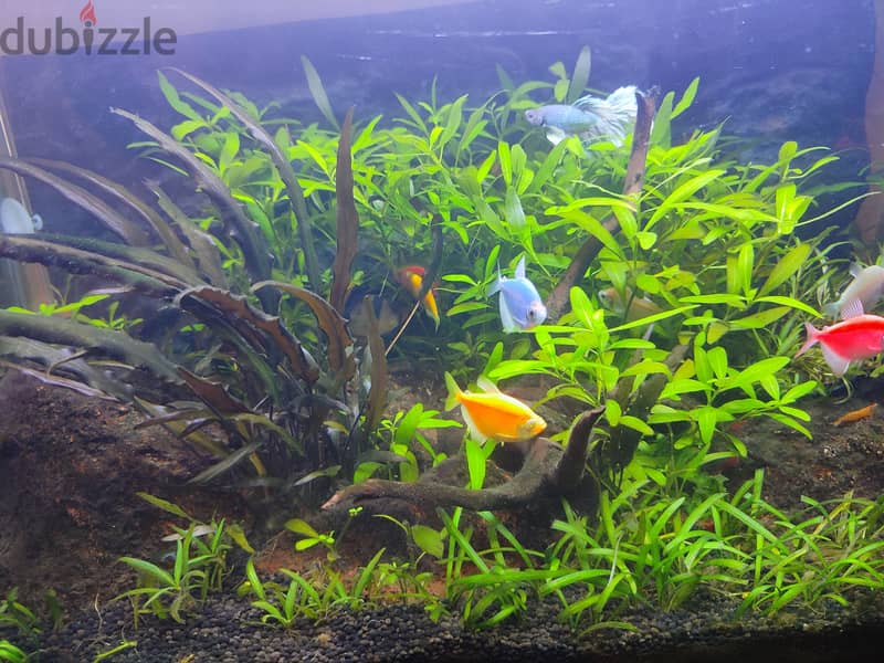 Well maintained planted aquarium 5