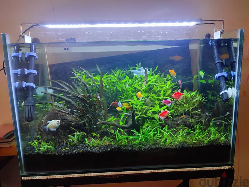 Well maintained planted aquarium 6
