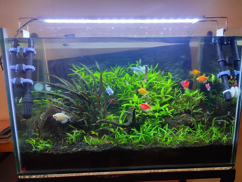 Well maintained planted aquarium 7