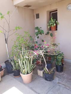 Indoor and Outdoor plants
