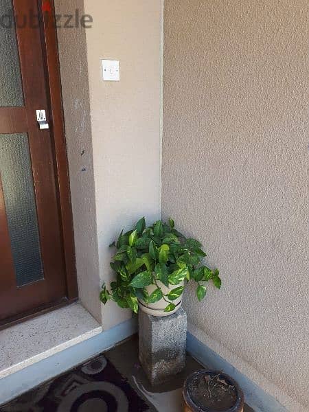 Indoor and Outdoor plants 1