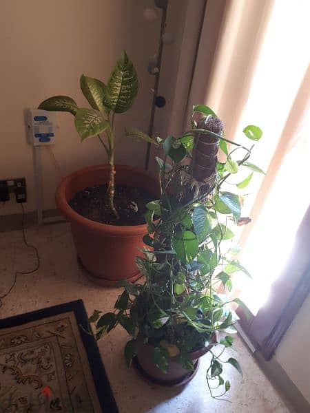 Indoor and Outdoor plants 2