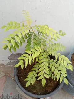 Organic Curry Leaf plant